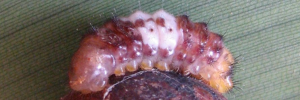 Larvae